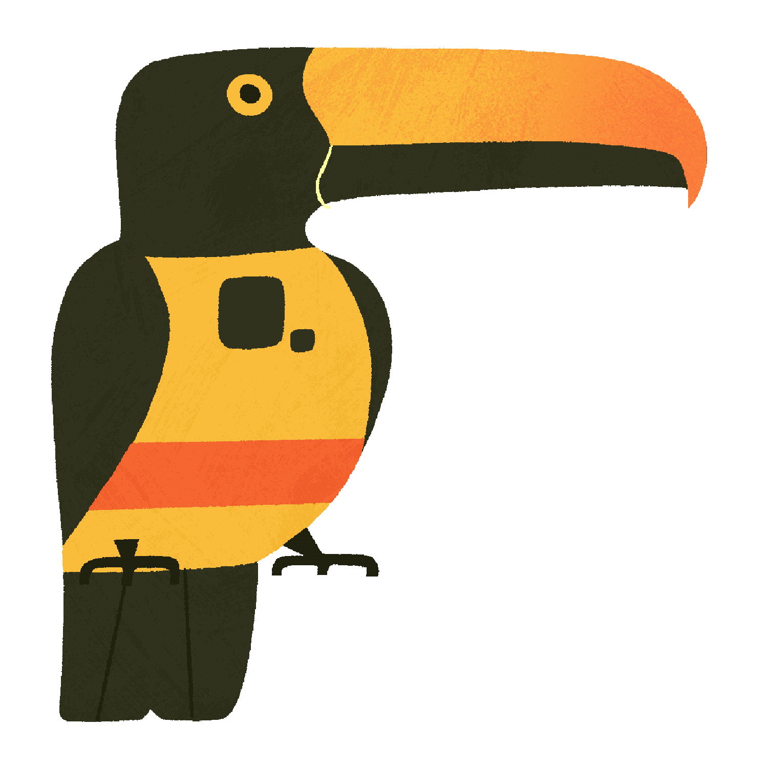 Costa Rican Birds